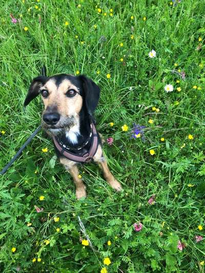 Die Dogorama Monats Challenge "Es grünt und blüht"-Beitrag-Bild