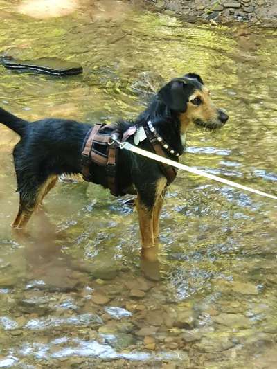 Dogorama-Monats-Challenge-Mai "Wasser"-Beitrag-Bild