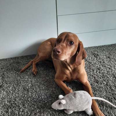 Hundetreffen-Noch mehr Viszla hier in Balingen?-Profilbild