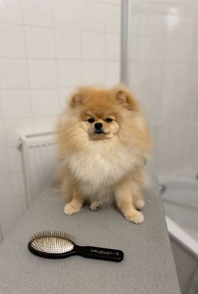Pomeranian-Beitrag-Bild