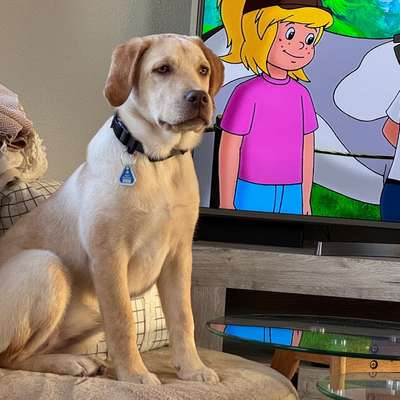 Hundetreffen-Neue Freunde/Training/Spaziergänge-Bild