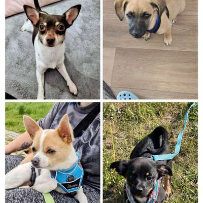 Hundetreffen-Gemeinsam spazieren gehen-Bild
