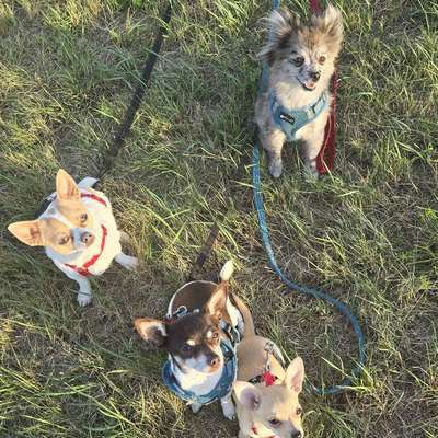Hundetreffen-Spieltreffen/spaziergang/Training-Profilbild