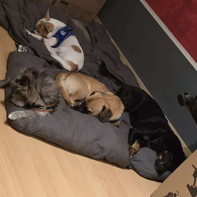 Hundetreffen-Hundetreff an der Elbe-Bild