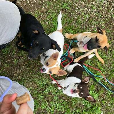 Hundetreffen-Treffen in Riesa-Bild