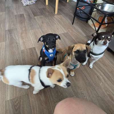 Hundetreffen-Spiel und Spaziergang,-Bild