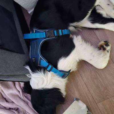 Hundetreffen-Hundetreff an der Elbe-Bild