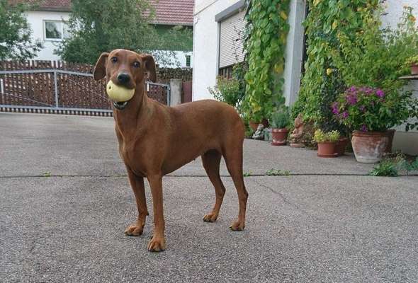 Dein Hund im Dogorama-Kalender 2021-Beitrag-Bild