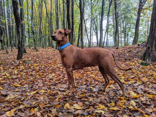 Dein Hund im Dogorama-Kalender 2021-Beitrag-Bild