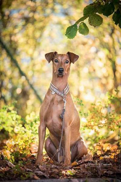 Dein Hund im Dogorama-Kalender 2021-Beitrag-Bild