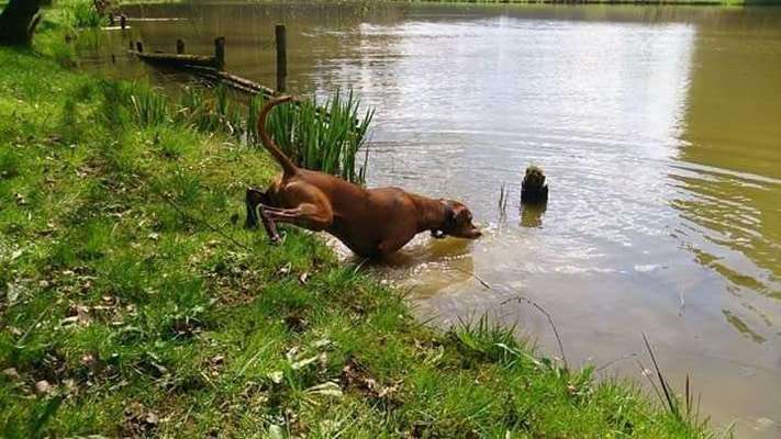 Dein Hund im Dogorama-Kalender 2021-Beitrag-Bild