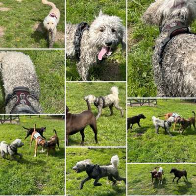 Hundetreffen-Hundefreilaufwiese Pattensen- Hüpede-Bild