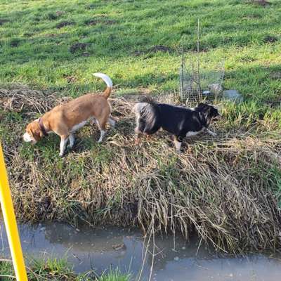 Hundetreffen-Hundefreilaufwiese in Pattensen- Hüpede Klein aber oh ho/-Bild