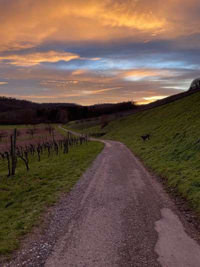 Hundeauslaufgebiet-Autal-Bild