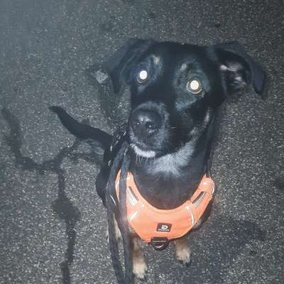 Hundetreffen-Hunde Spaziergang zum toben,spielen,quatschen 🐾-Bild