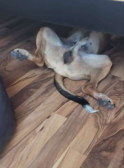 Dogorama Photo Challenge - Tarnung ist alles-Beitrag-Bild