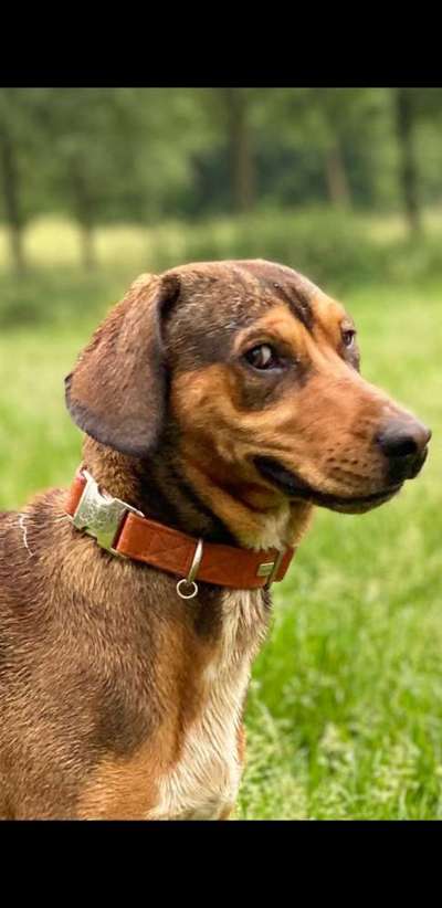 Die Dogorama Kalender Challenge 4/4-Beitrag-Bild