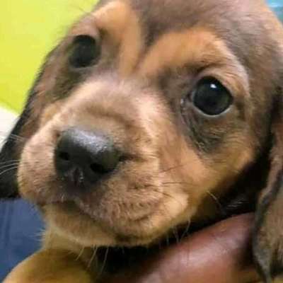 Lieblingsbild von euren Hunden?-Beitrag-Bild