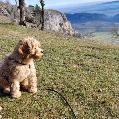 Hundetreffen-Welpentreffen-Bild