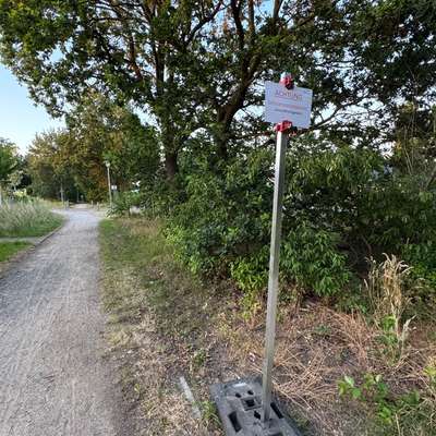 Giftköder-Eichenprozessionsspinner-Bild