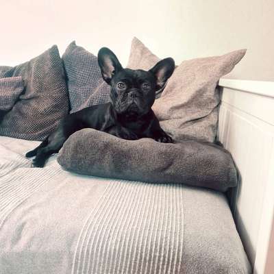 Hundetreffen-Suche Spielkameraden-Bild