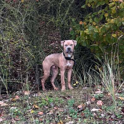 Hundetreffen-Junghunde-Bild