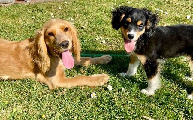 Bester Freund, Hundekumpel - zeigt her!-Beitrag-Bild