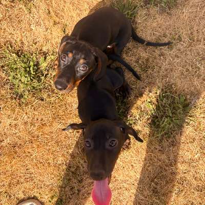 Hundetreffen-Welpentreffen (in der Nähe von 53894)-Bild