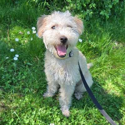 Hundetreffen-playdate for Halloumi-Bild