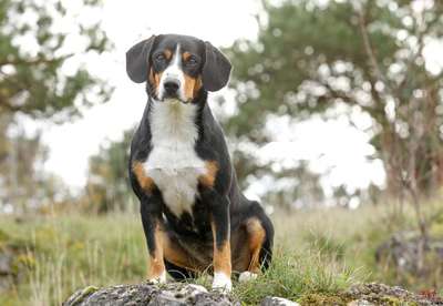 Dein Hund im Dogorama-Kalender 2021-Beitrag-Bild