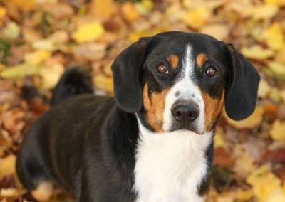 Dein Hund im Dogorama-Kalender 2021-Beitrag-Bild