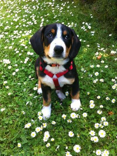 Welpen Bilder !-Beitrag-Bild