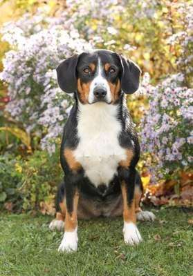 Dein Hund im Dogorama-Kalender 2021-Beitrag-Bild