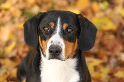 Zeigt mal die schönsten Bilder von euren Hunden !-Beitrag-Bild