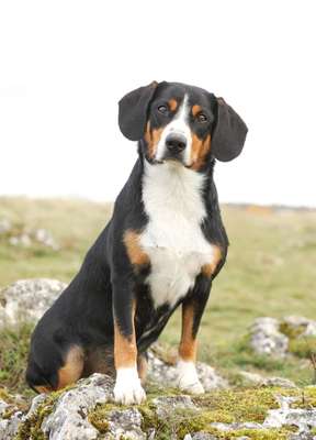 Zeigt mal die schönsten Bilder von euren Hunden !-Beitrag-Bild