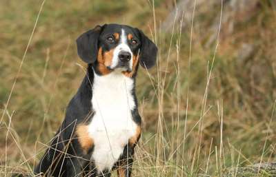 Zeigt mal die schönsten Bilder von euren Hunden !-Beitrag-Bild