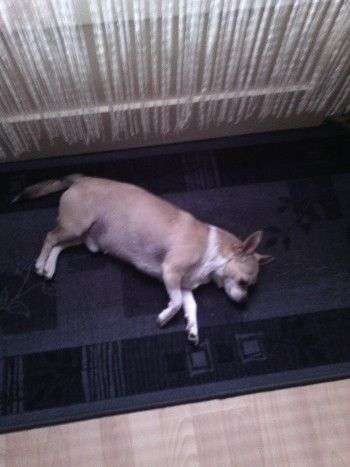 Luftröhrenverengung, herzinsuffizuenz, trauma-Beitrag-Bild