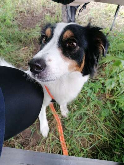 Gibt's hier noch mehr Border Collies???-Beitrag-Bild