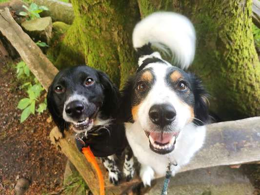 Wie kamst du zu deinem Hund?-Beitrag-Bild