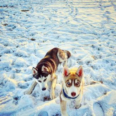 Hundetreffen-Entspannte Feierabendrunde-Bild