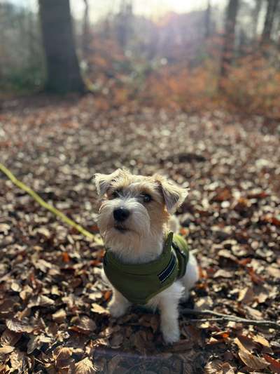 Hundetreffen-Spielkameraden gesucht-Bild