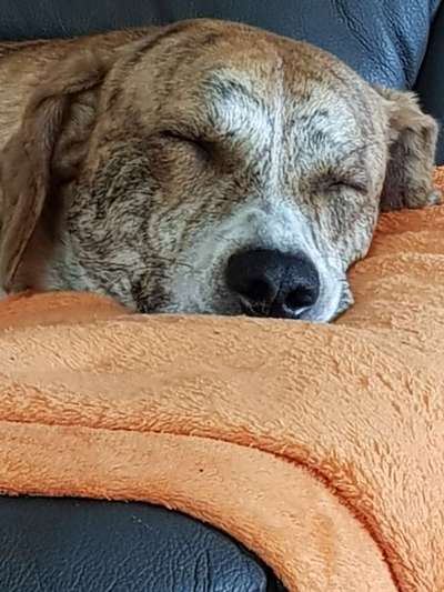 Foto-Challange: Schmuse-/Kuschel-/Ruhemodus-Beitrag-Bild