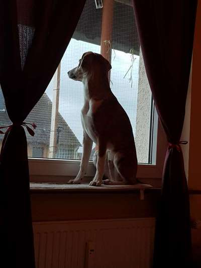 Fotosammlung: ,,Der natürliche Hund" Unbearbeitet, ungestellt und in Natura-Beitrag-Bild