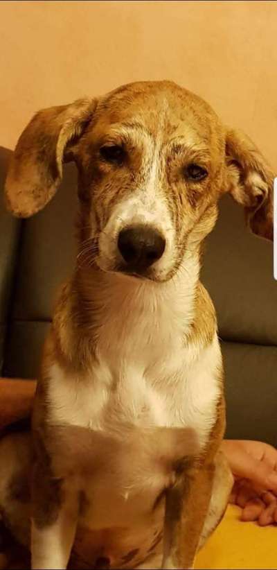 Windhunde - Treffen der besonderen Schönheiten
HERZLICH WILLKOMMEN-Beitrag-Bild