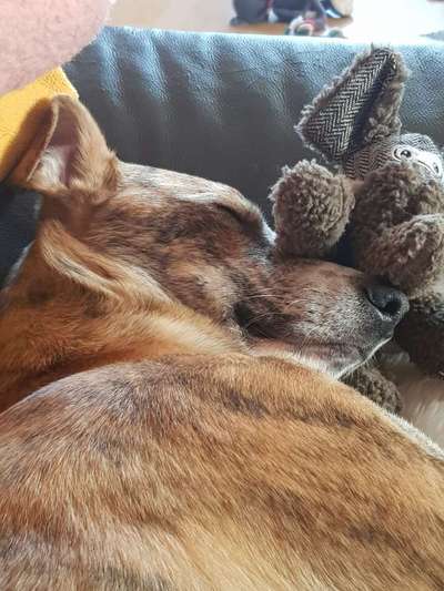 Fotosammlung: ,,Der natürliche Hund" Unbearbeitet, ungestellt und in Natura-Beitrag-Bild