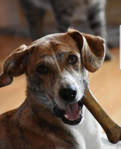 Dogorama Photo Challenge - an der Leine-Beitrag-Bild