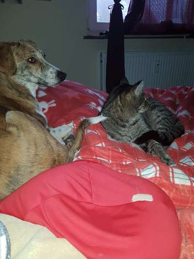 Gemeinsames Kuscheln im Bett!-Beitrag-Bild