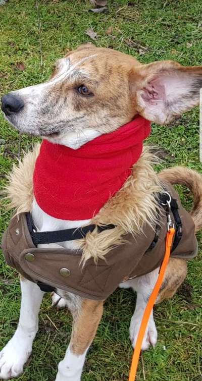 Fotosammlung: ,,Der natürliche Hund" Unbearbeitet, ungestellt und in Natura-Beitrag-Bild