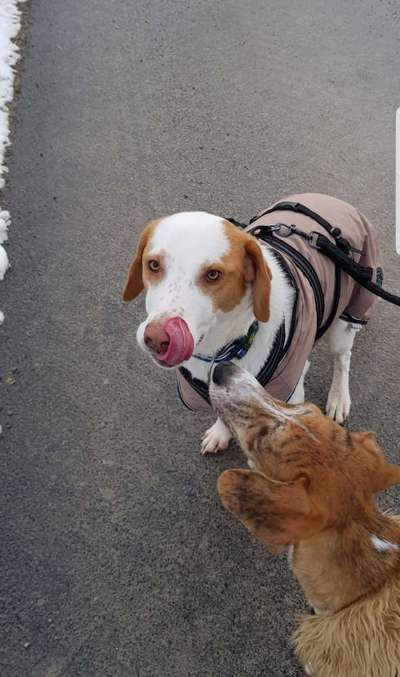 Fotosammlung: ,,Der natürliche Hund" Unbearbeitet, ungestellt und in Natura-Beitrag-Bild