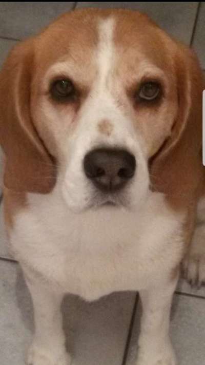 Unsere Fellnasen im Regenbogenland-Beitrag-Bild